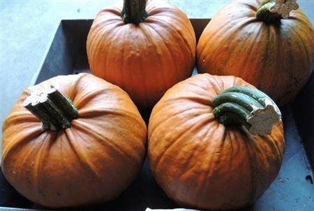 Siervruchten per stuk Cucurbita maxima 'Halloween'