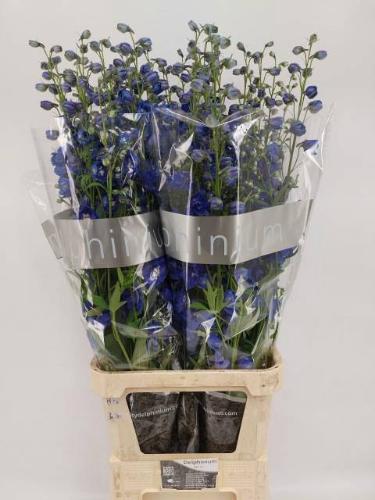 Delphinium dubbelbloemig (Elatum Grp) 'Delphi's Blue Emerald'