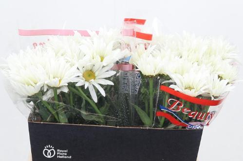 Leucanthemum (Superbum Grp) Harmony