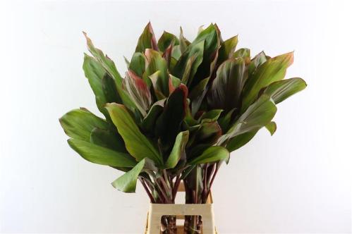 Cordyline fruticosa 'Purple Compacta' (decor)