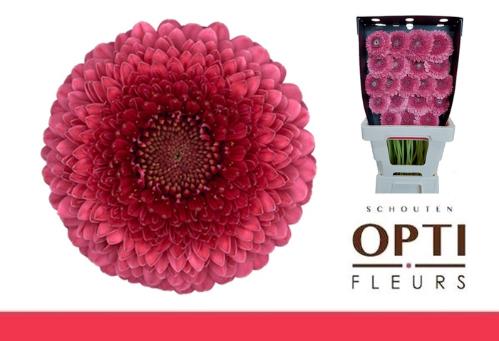 Gerbera mini bolvormig Pomponi Gonzo