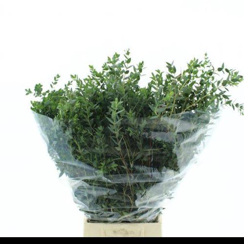 Eucalyptus per bos parvifolia