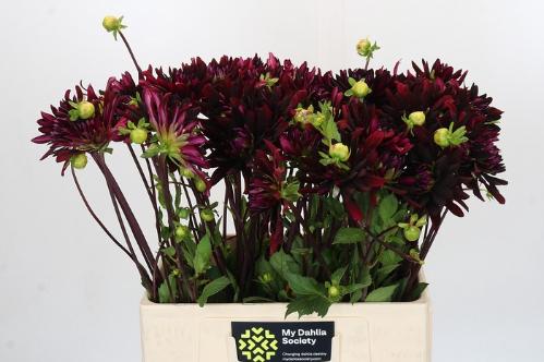 Dahlia 'Chat Noir'