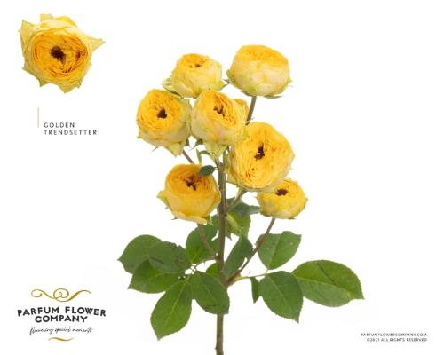 Rosa tros Golden Trendsetter