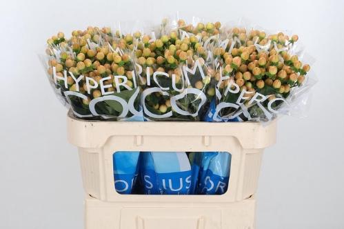 Hypericum Coco Gelato