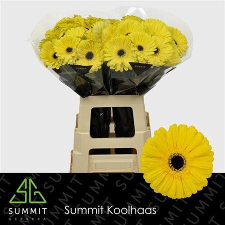 Gerbera grootbloemig 'Don Leo'