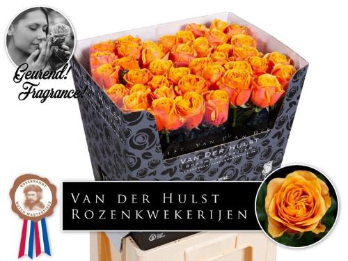 Rosa grootbloemig Liana Orange+