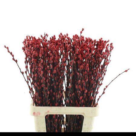 Salix kleurbehandeld H%
