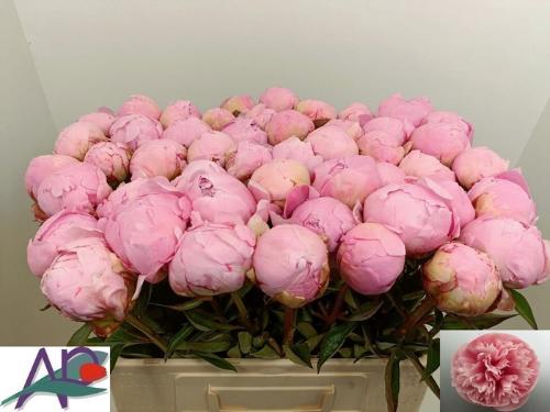 Paeonia Lactiflora Grp 'Sarah Bernhardt'