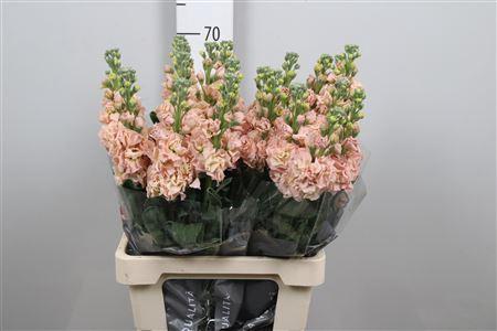 Matthiola incana 'Iron Apricot'