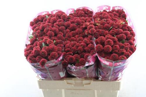 Chrysanthemum (Indicum Grp) tros santini AAA Purpetta Red