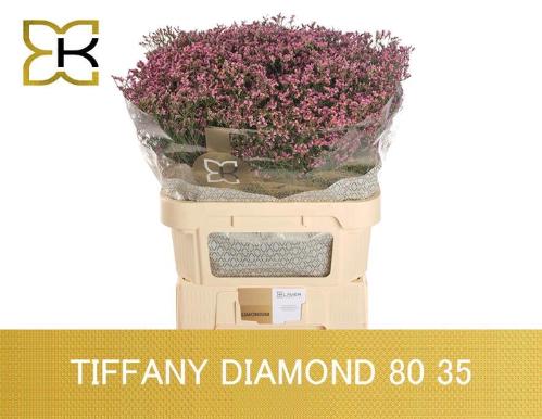 Limonium sinense Tiffany Diamond