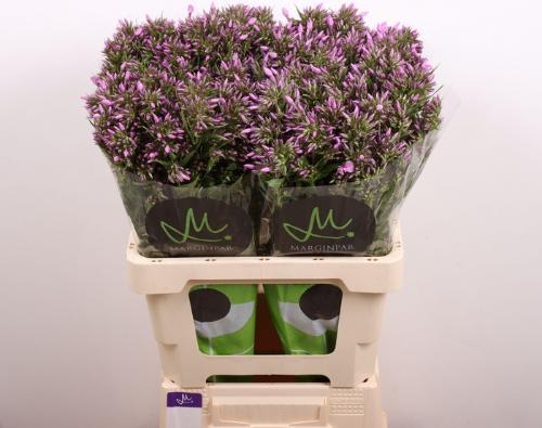 Phlox (Paniculata Grp)  B-Eyes Violet Eyes