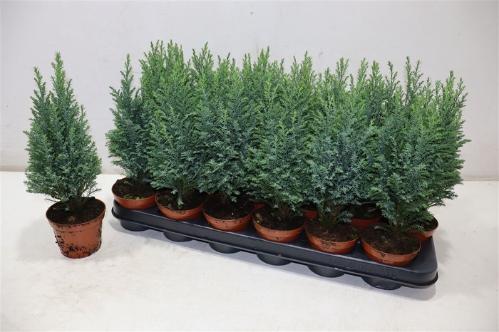 Chamaecyparis lawsoniana 'Ellwoodii'