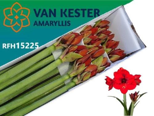 Hippeastrum (Galaxy Grp) 'Tenerife'