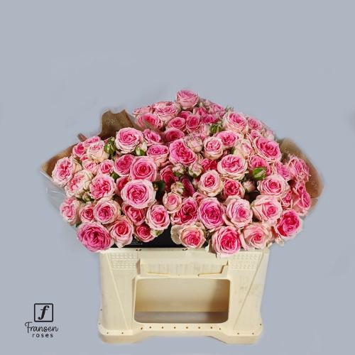 Rosa tros Kate-Lynn