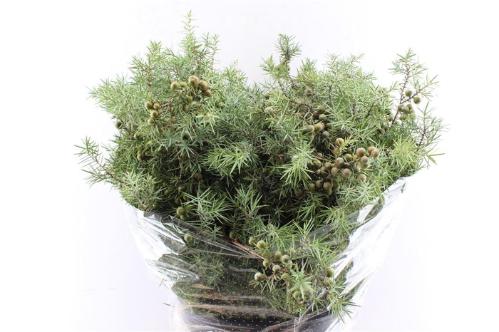 Juniperus squamata 'Meyeri' per bos