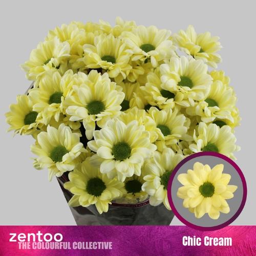 Chrysanthemum (Indicum Grp) tros Chic Cream