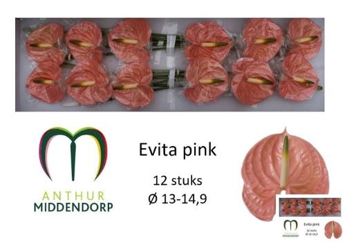 Anthurium Andreanum Grp 'Evita Pink'