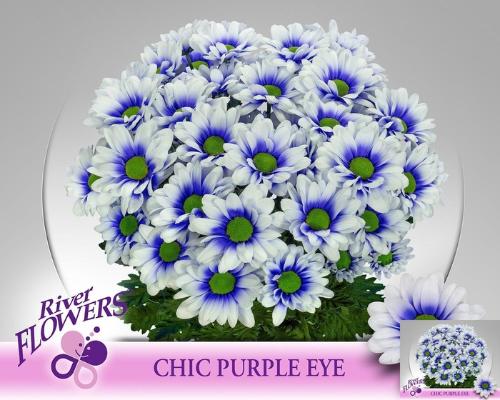 Chrysanthemum (Indicum Grp) tros Chic kleurbehandeld H%
