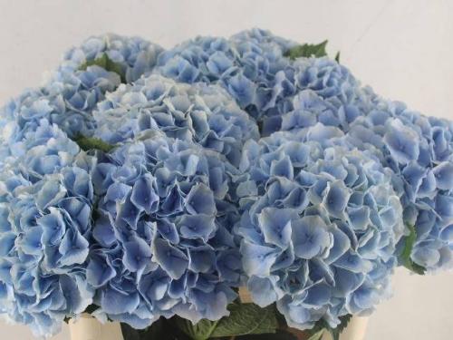 Hydrangea macrophylla 'Verena' (blauw)