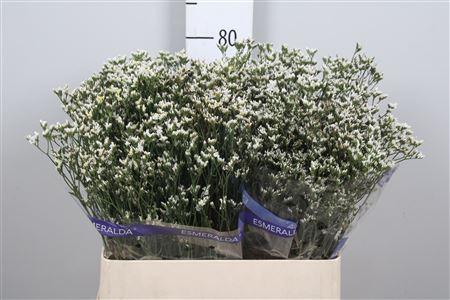 Limonium sinensis White Lace