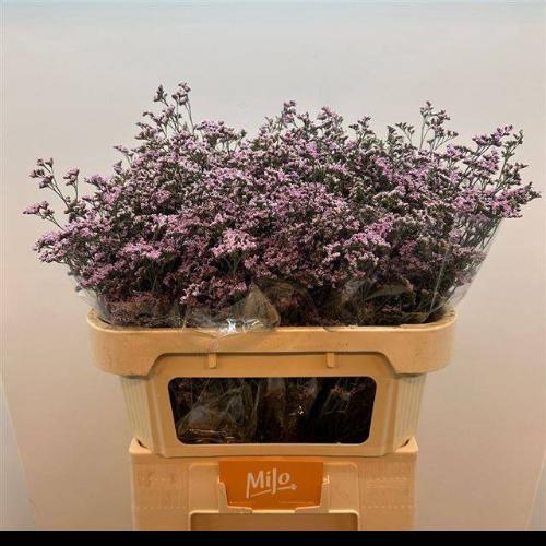 Limonium Safora Oshi Pink