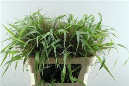 Panicum 'Firework'