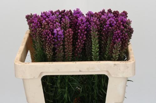 Liatris spicata