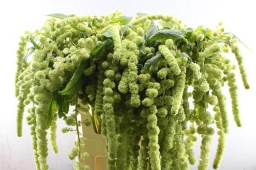 Amaranthus caudatus 'Cycloop'