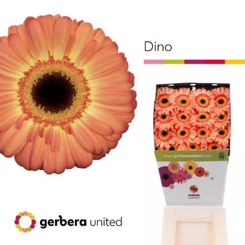 Gerbera grootbloemig Dino+
