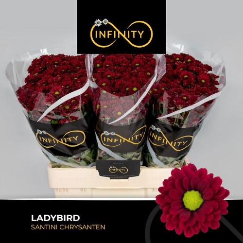 Chrysanthemum (Indicum Grp) tros santini Ladybird
