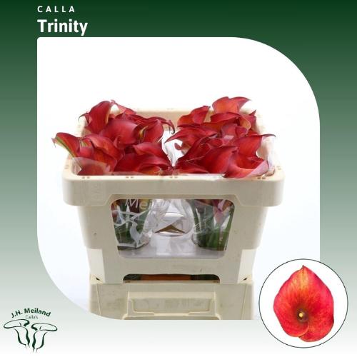 Zantedeschia 'Captain Trinity'