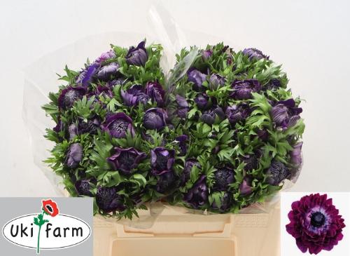 Anemone coronaria 'Levante Blu'