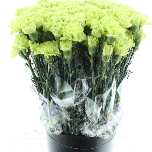 Dianthus standaard Celtic Green