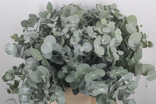 Eucalyptus cinerea