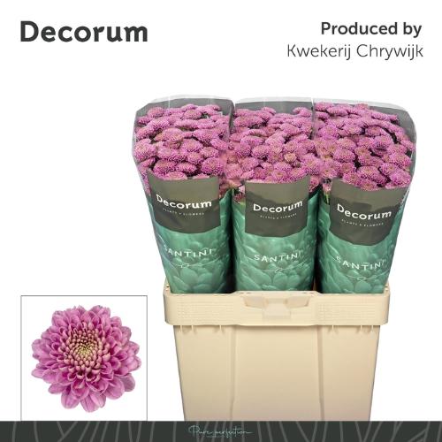 Chrysanthemum Indicum Grp tros santini Ellison