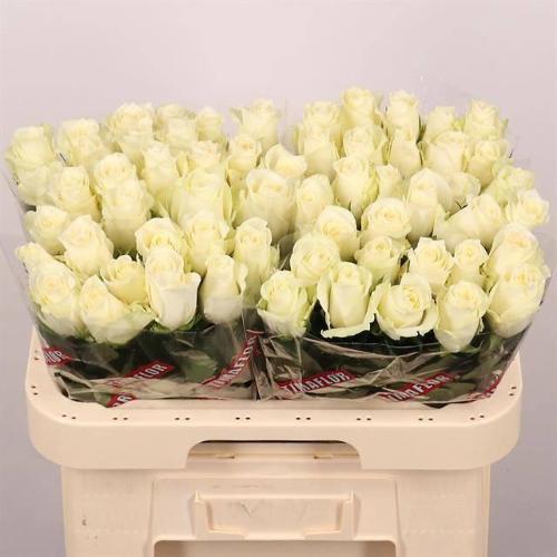 Rosa grootbloemig Albatros