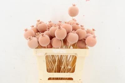 Huis en tuindecoratie overig H%