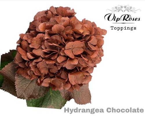 Hydrangea overig kleurbehandeld H%