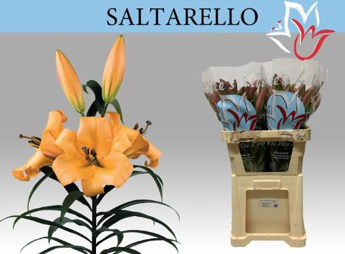 Lilium Oriental x Trumpet Grp 'Saltarello'