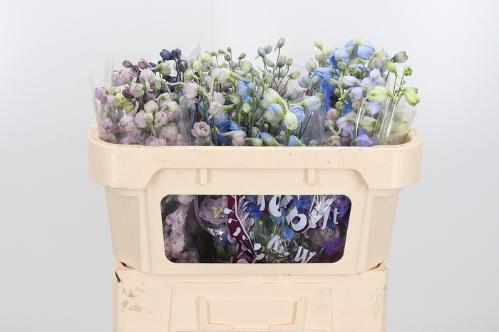 Delphinium dubbelbloemig gemengd