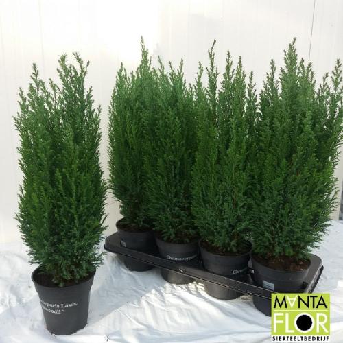 Chamaecyparis lawsoniana 'Ellwoodii'