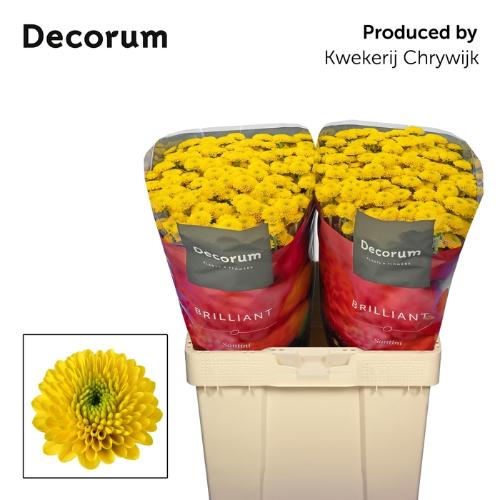 Zijden bloemen H%