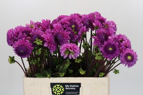 Dahlia overig