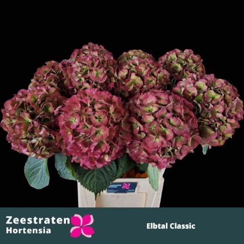 Hydrangea macrophylla 'Elbtal' (classic)