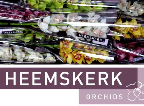 Cymbidium grootbloemig per tak gemengd