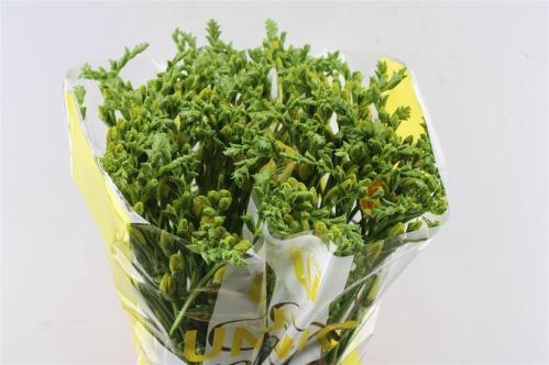 Freesia dubbelbloemig Marseille