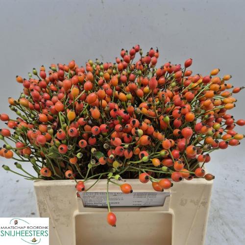 Rosa Magical Miracle (rozenbottel)