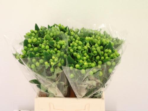 Hypericum inodorum Magical Mirage